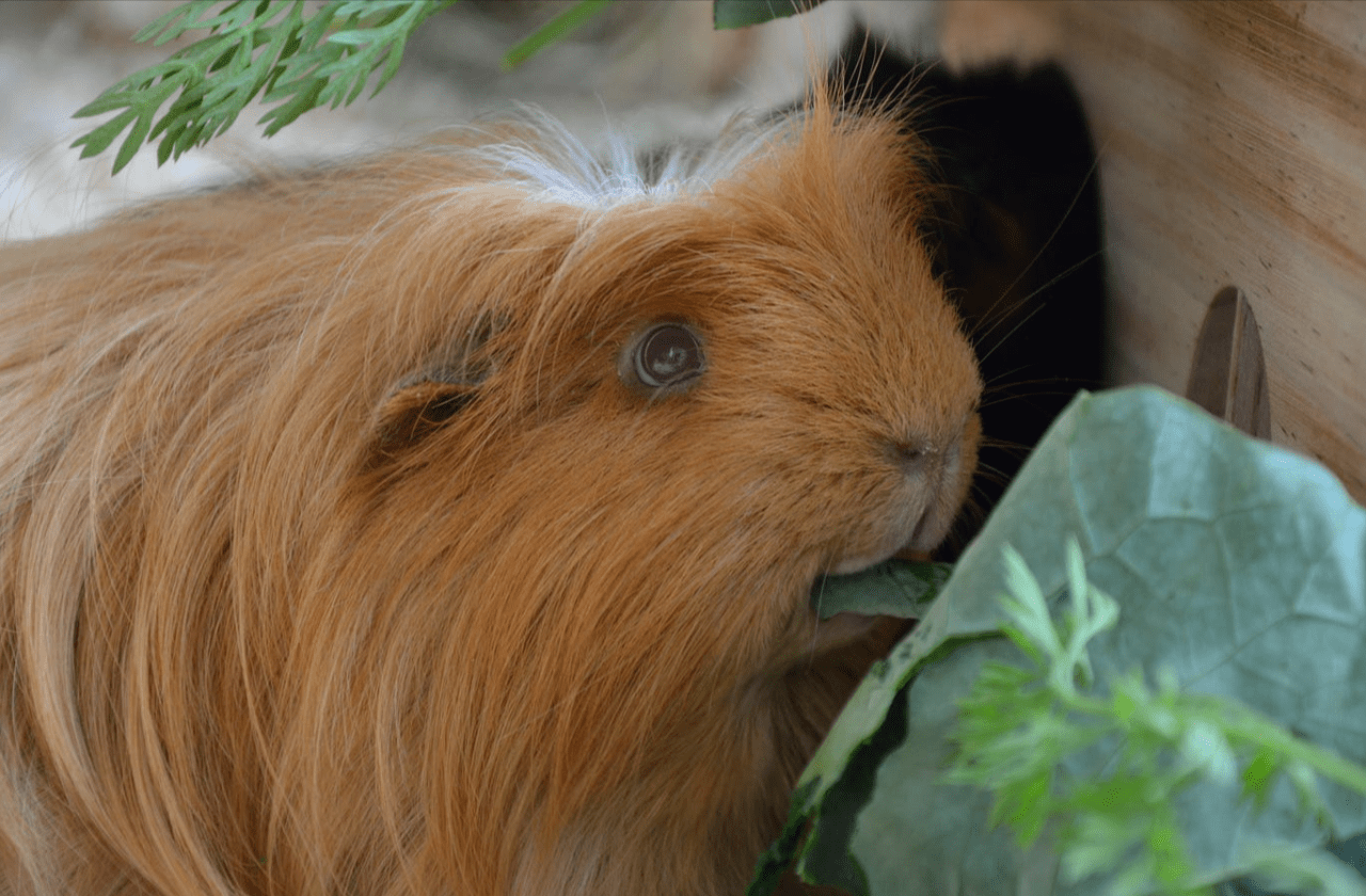 Complete Care Guide for Himalayan Guinea Pigs: Food, Health, and Habitat Tips